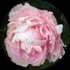 pinkpeonies912